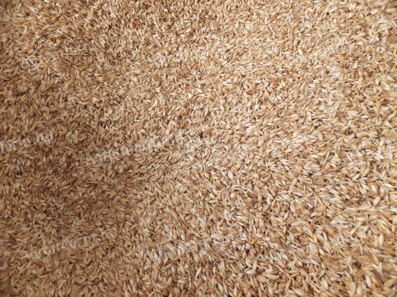 Tönkölypelyva eladó postai utánvéttel – vegyszermentes, tisztított tönkölybúza pelyva
