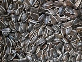 Étkezési Nagyszemű Csíkos Jaguár Napraforgó Eladó Postai Úton