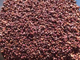 Vörös édes szőlőmag eladó postai utánvéttel