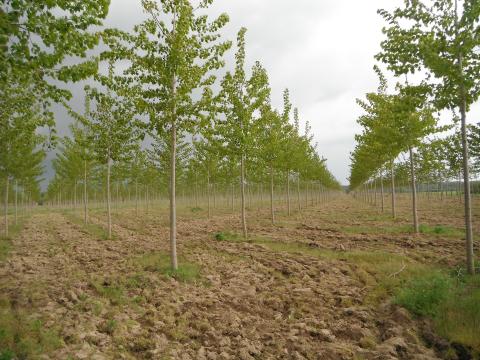 Faültetvények és erdők telepítése Faültetvények és erdők telepítése