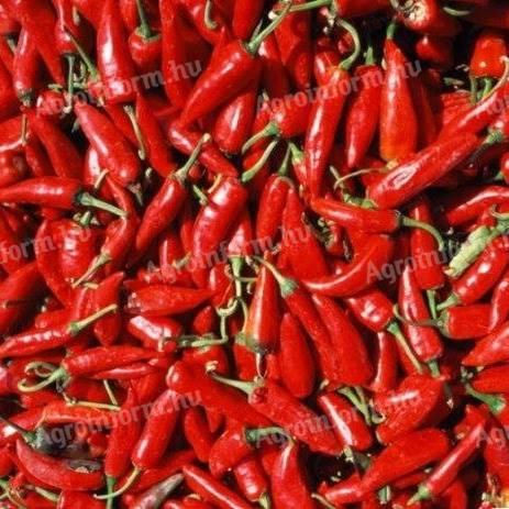 Paprika vetőmag Szegedi 80