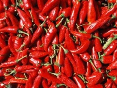 Szegedi 80-as fűszerpaprika vetőmag eladó