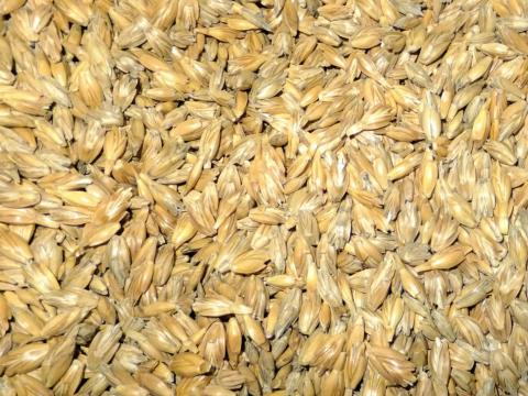 Tönkölybúza, tönkölybúza hántolatlan eladó postai úton is