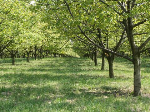 Dióültetvény eladó Üllés mellett Dióültetvény eladó Üllés mellett