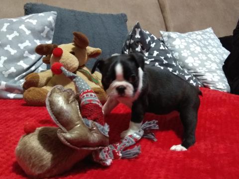 Boston terrier kiskutyák tenyésztőtől eladók Boston terrier kiskutyák tenyésztőtől eladók