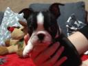 Boston terrier kiskutyák tenyésztőtől eladók