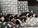 Boston terrier kiskutyák tenyésztőtől eladók