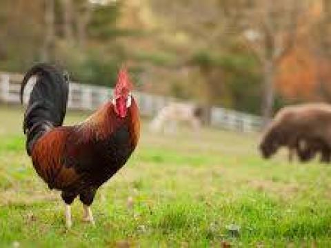 Aranykalászos gazda képzés Aranykalászos gazda képzés