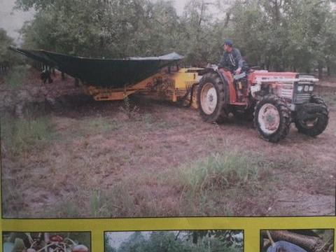 Cepparo (Somaref) automata gyümölcs betakarítógép ELADÓ