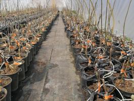 Diófa oltvány és áfonya csemete eladó