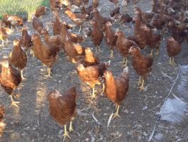 Tetra SL és Harco tojóhibrid jérce, tojótyúk eladó