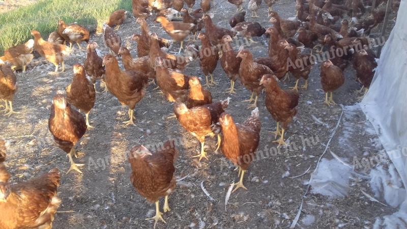 Tetra SL és Harco tojohibrid jérce tojtyúk eladó