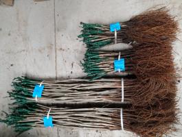 Gyökeres alanyok eladók – szőlő szaporítóanyag