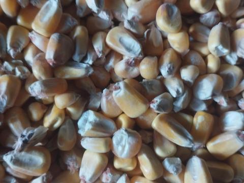 Takarmánykukorica eladó saját termésből