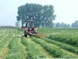 Zöldugar, méhlegelő vetőmagkeverékek, AKG és zöldítési területekre rendelhetők