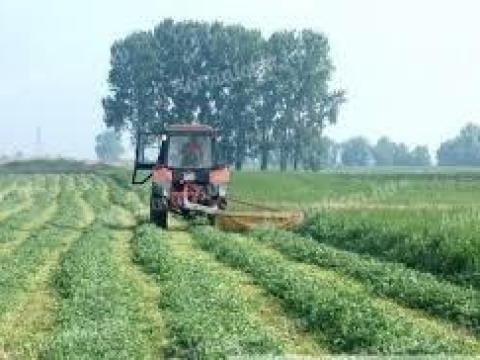 Zöldugar, méhlegelő vetőmagkeverékek, AKG és zöldítési területekre rendelhetők Zöldugar, méhlegelő vetőmagkeverékek, AKG és zöldítési területekre rendelhetők