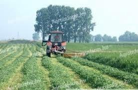 Zöldugar, méhlegelő vetőmagkeverékek, AKG és zöldítési területekre rendelhetők