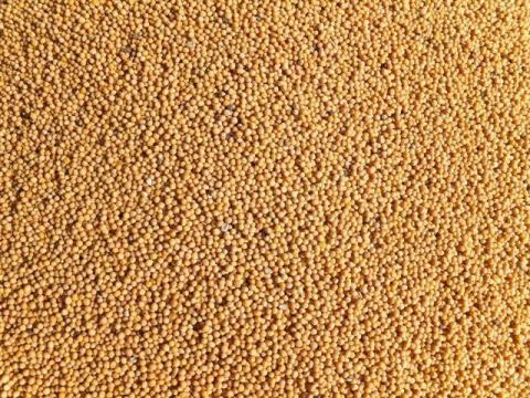 Mustármag eladó Debrecenben vagy postai utánvéttel