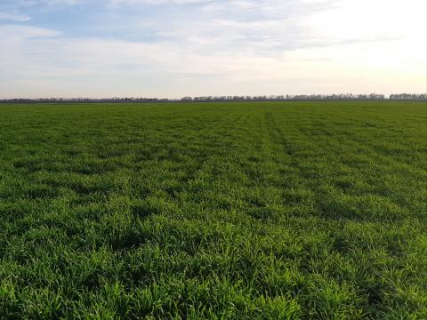 Termőföldet bérelnék - magas ár Termőföldet bérelnék - magas ár