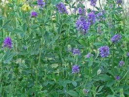 Fémzárolt lucerna vetőmag AKG és szálas fehérje programhoz – kiváló ár-érték arány