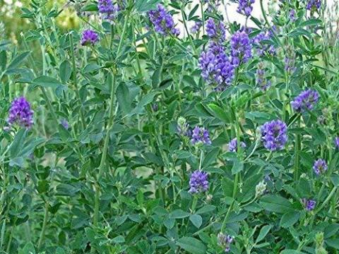 Fémzárolt lucerna vetőmag AKG és szálas fehérje programhoz – kiváló ár-érték arány Fémzárolt lucerna vetőmag AKG és szálas fehérje programhoz – kiváló ár-érték arány