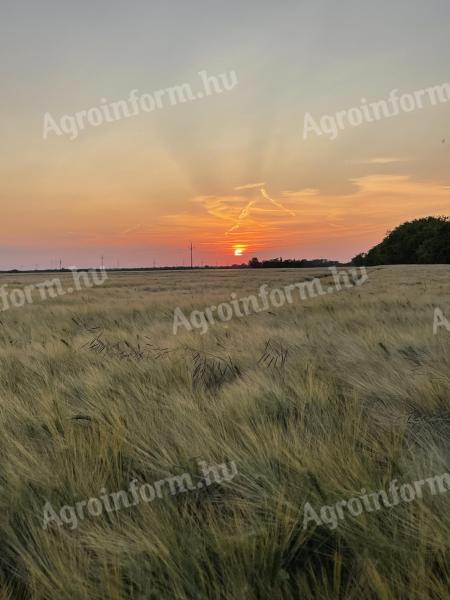 Fiatal gazdaként szántót,  kaszálót bérelnék