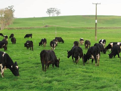 Taurus: szarvasmarha legelő keverék (nedves területekre) Taurus: szarvasmarha legelő keverék (nedves területekre)