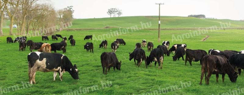 Taurus: szarvasmarha legelő keverék (nedves területekre)