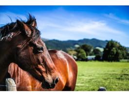 Pegazus: lólegelő keverék (nedves területekre)