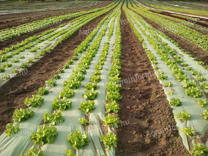 Sütőtők,  batáta,  paprika,  sárga és görög dinnye,  saláta,  hagyma termesztéshez perforált talajt