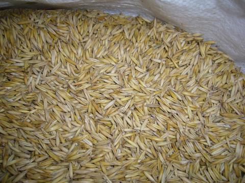 Fémzárolt magból termesztett, tisztított tavaszi zab eladó Fémzárolt magból termesztett, tisztított tavaszi zab eladó