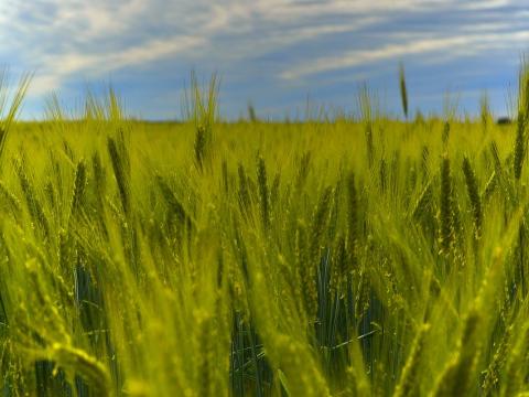 Szántóföldet bérelnék magas bérleti díjért