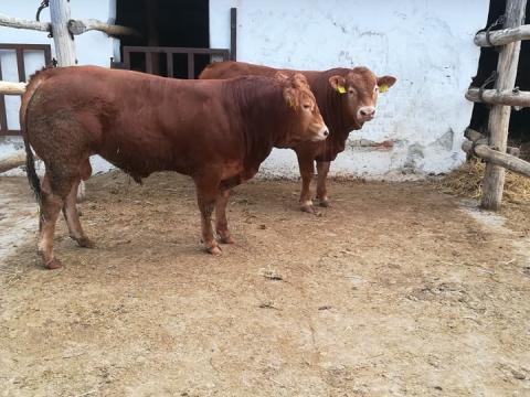 Eladó tenyészbikák az ország legöregebb Limousin törzstenyészetéből Eladó tenyészbikák az ország legöregebb Limousin törzstenyészetéből
