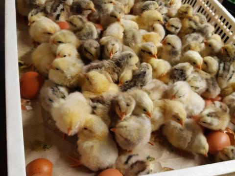 Naposcsibe, napos kakas, napos csibe kapható/rendelhető Naposcsibe, napos kakas, napos csibe kapható/rendelhető