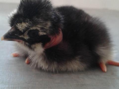 Napos jérce elérhető Győrújbaráton Napos jérce elérhető Győrújbaráton