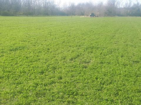 Rét,  Kaszáló,  Föd