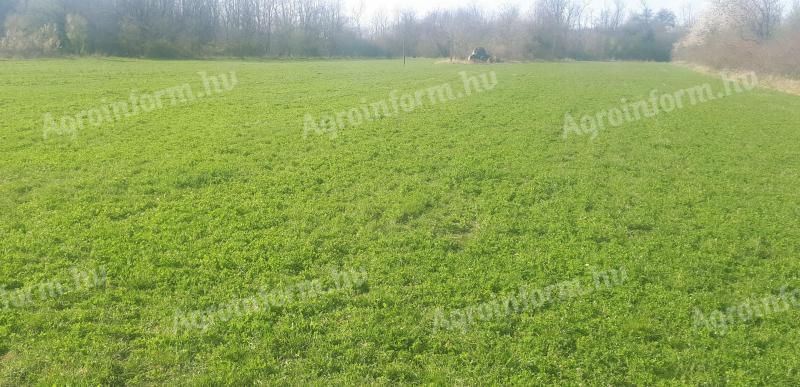 Rét,  Kaszáló,  Föd