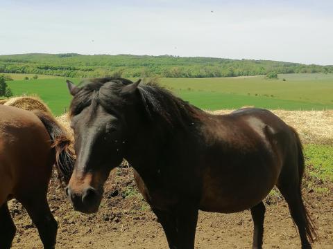 Polan Alkony-őshonos programba bevihető Polan Alkony-őshonos programba bevihető