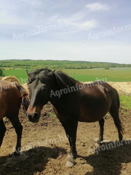 Polan Alkony-őshonos programba bevihető