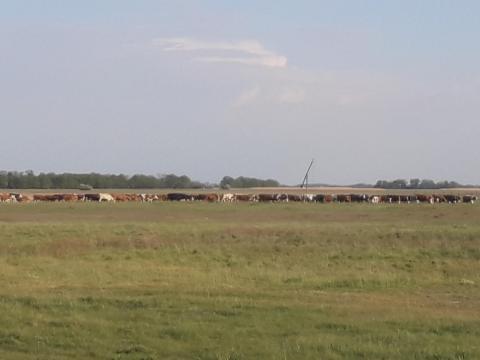 Gulyást keresek Gulyást keresek