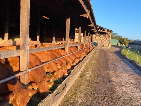 Eladó pedigrés vemhes üszők az ország legöregebb Limousin törzstenyészetéből