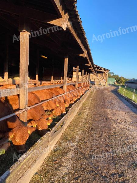 Eladó pedigrés vemhes üszők az ország legöregebb Limousin törzstenyészetéből