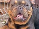 Blue & Tan,  Francia Bulldog fedez