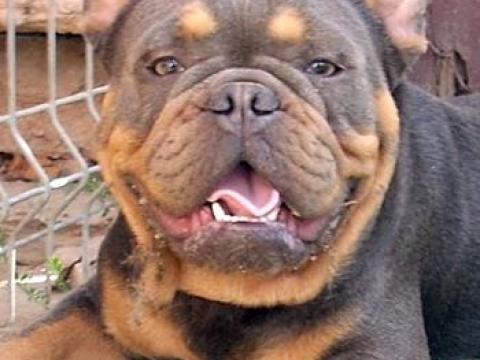 Blue & Tan,  Francia Bulldog fedez Blue & Tan,  Francia Bulldog fedez