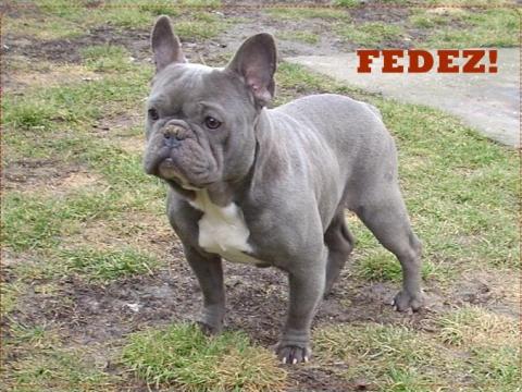Blue (kék),  Francia Bulldog fedez Blue (kék),  Francia Bulldog fedez