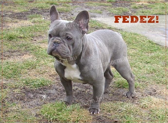 Blue (kék),  Francia Bulldog fedez