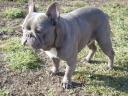 Blue (kék),  Francia Bulldog fedez