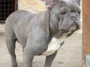 Blue (kék),  Francia Bulldog fedez