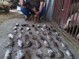 Patkányírtást vállalunk az Ország egész területén kutyákkal és vadászgörényekkel dolgozunk