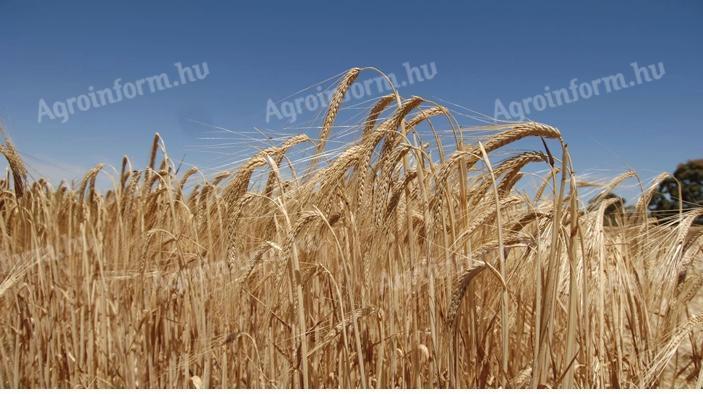 BIO őszi árpa, idei termés
